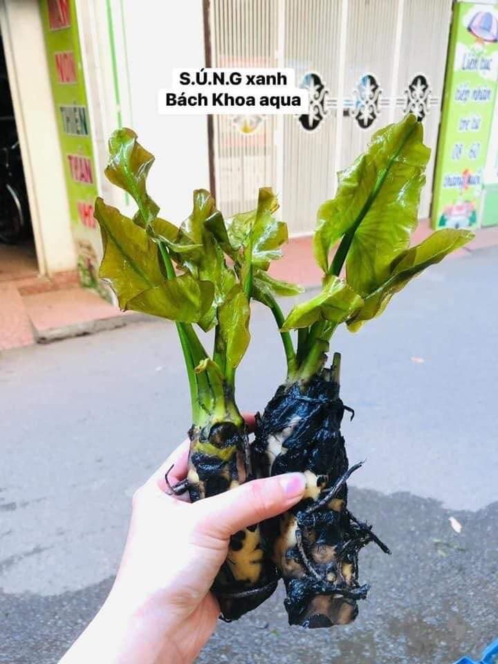 Súng xanh